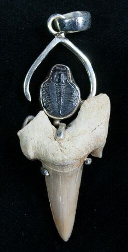 Trilobite & Fossil Shark Tooth Pendant #7057